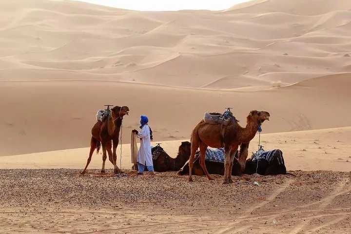 Camel ride across the Erg Chebbi dunes on a 4-day Sahara Morocco tour package, Merzouga, Morocco