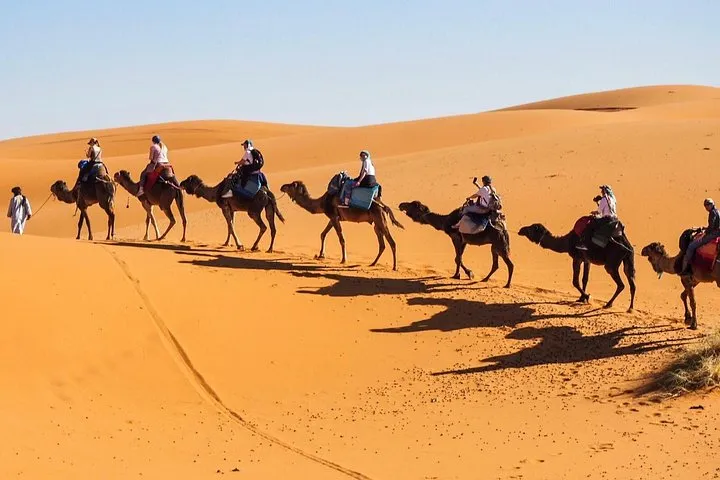 Camels resting on Sahara dunes at sunrise on a Morocco tour package from Casablanca, Merzouga, Morocco