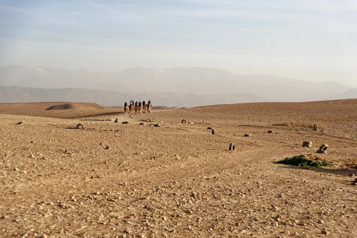 A camel group crossing the stony Agafay Desert with the Atlas behind on a Morocco tour package, Agafay Desert near Marrakech, Morocco