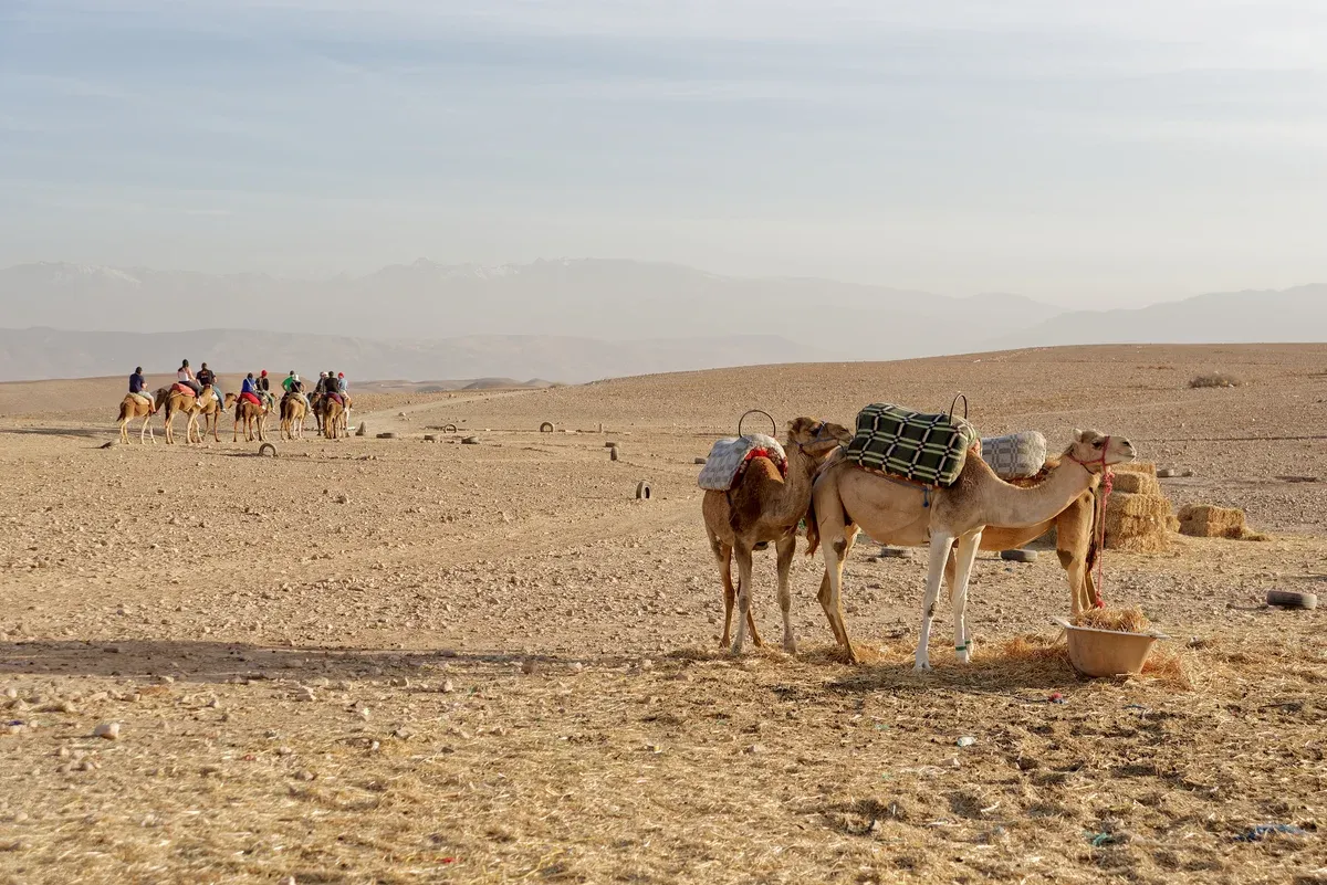 Dromedaries resting on the stony ground of the Agafay Desert on a Morocco tour package, Agafay Desert near Marrakech, Morocco